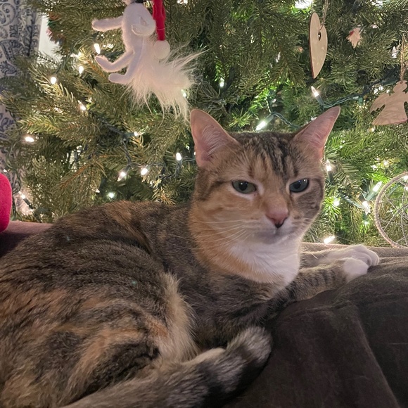 Meet your Posher, Stephanie - Picture 1 of 1